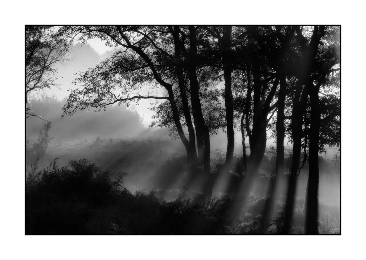 nuances-de-noirs-et-de-blancs/094-murmures-de-lumiere/fr/02-paysage-haute-saintonge-sous-bois-2307-32B