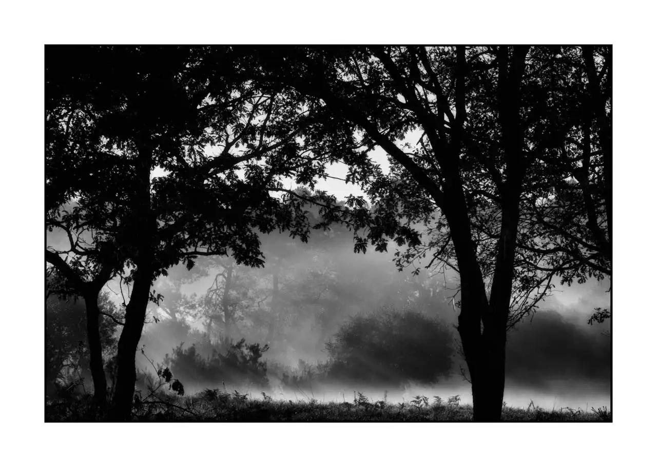 nuances-de-noirs-et-de-blancs/094-murmures-de-lumiere/fr/03-paysage-haute-saintonge-sous-bois-2308-32B