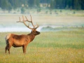 stage photo yellowstone grand teton amar guillen photogaphe large 30