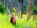 stage photo yellowstone grand teton amar guillen photogaphe large 31