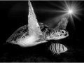 Tortue verte nageant dans la Mer Rouge en Egypte en noir et blan