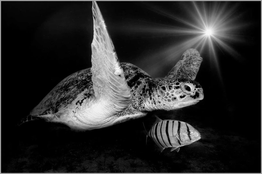 Tortue verte nageant dans la Mer Rouge en Egypte en noir et blan