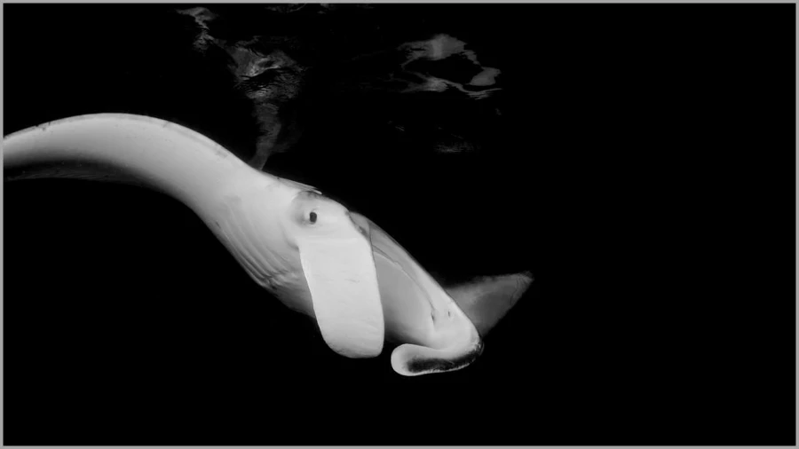 Manta ray at night in the Maldives in black and white.