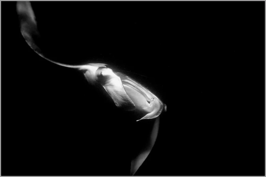 Manta ray at night in the Maldives in black and white.