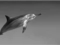 Dauphin nageant dans la Mer Rouge en Egypte en noir et blanc.