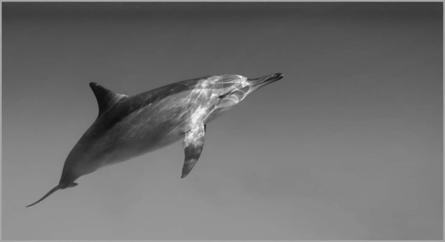 Dolphin swimming in the Red Sea in Egypt in black and white.