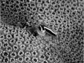 Goby on a hard coral in the Red Sea in Egypt in black and white.