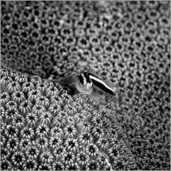 Goby on a hard coral in the Red Sea in Egypt in black and white.
