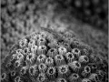 Goby on a hard coral in the Red Sea in Egypt in black and white.
