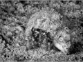 Bernard l'Hermite en Mer Rouge en Egypte en noir et blanc.