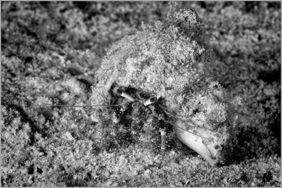 Bernard l'Hermite en Mer Rouge en Egypte en noir et blanc.