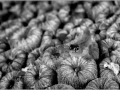 Goby on a hard coral in the Red Sea in Egypt in black and white.