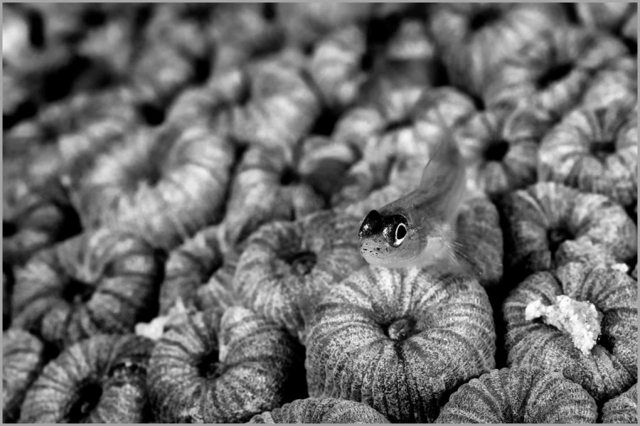 Goby on a hard coral in the Red Sea in Egypt in black and white.