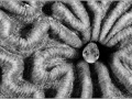 Goby in a hard coral in the Caribbean Sea in Guadeloupe.