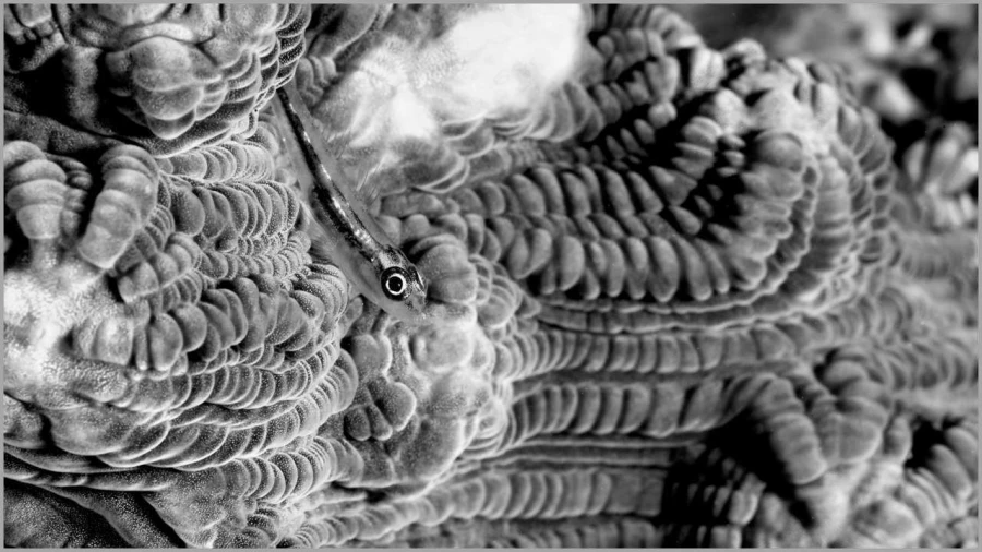 Gobie sur un corail dur dans la Mer Rouge en Egypte en noir et b