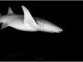 Requin nourrice de nuit aux Maldives en noir et blanc.