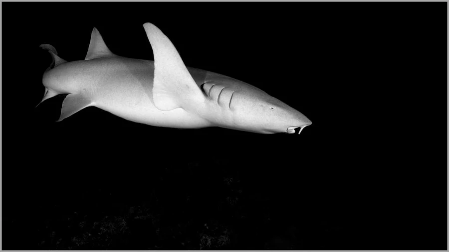 Requin nourrice de nuit aux Maldives en noir et blanc.