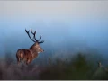 Cerf élaphe dans une prairie en France.