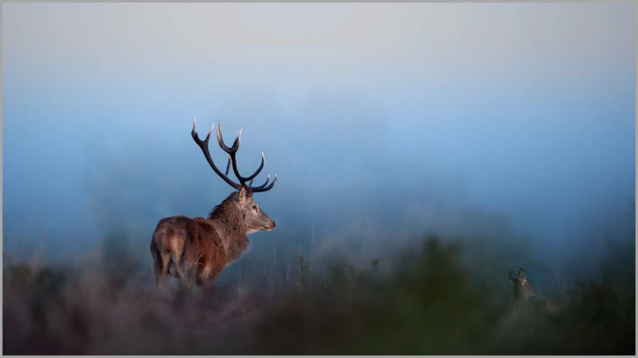 Cerf élaphe dans une prairie en France.