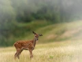 red deer fawn in open prairie grasslands of Charente-Maritime, France 