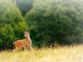 red deer fawn in open prairie grasslands of Charente-Maritime, France 