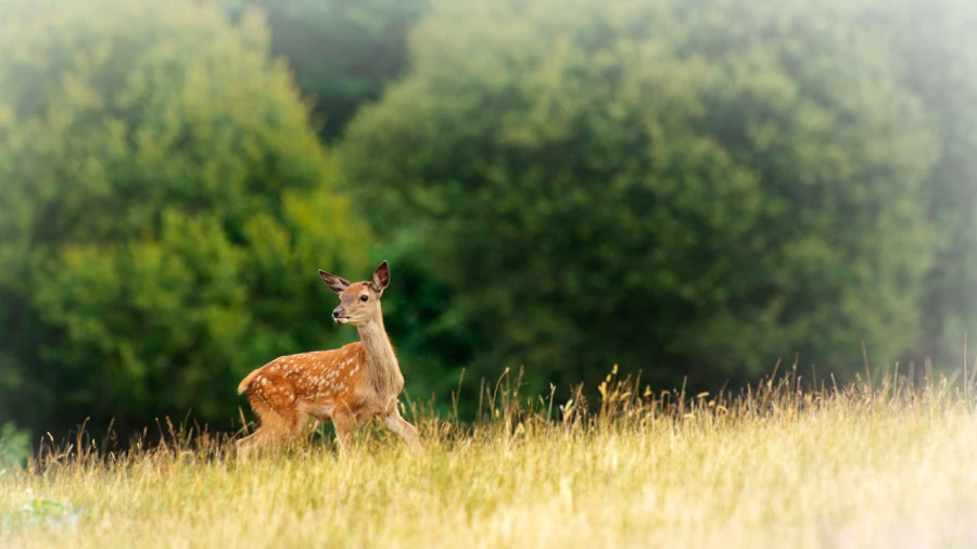 red deer fawn in open prairie grasslands of Charente-Maritime, France 