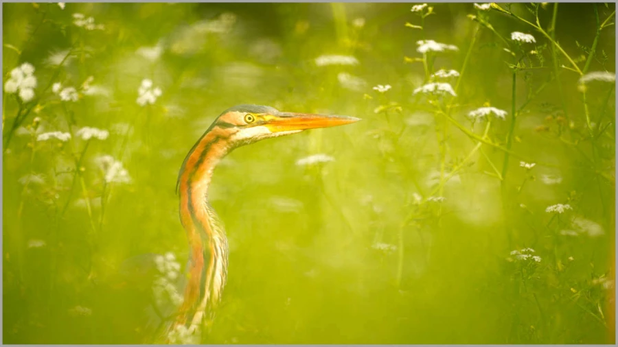 Purple heron on a pond in la Dombes in France.