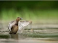 Canard fuligule milouin femelle sur un étange en Dombes.