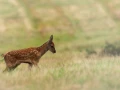 red deer fawn in open prairie grasslands of Charente-Maritime, France 