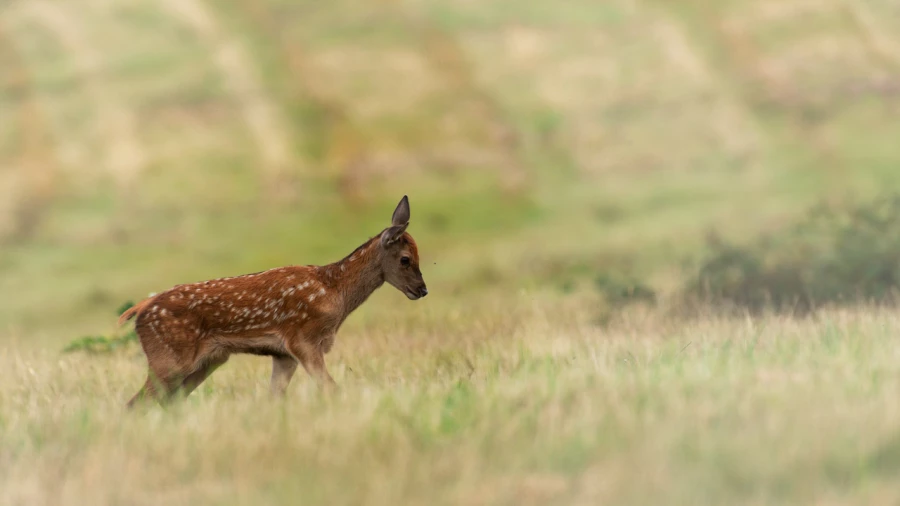 red deer fawn in open prairie grasslands of Charente-Maritime, France 