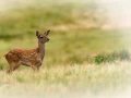 red deer fawn in open prairie grasslands of Charente-Maritime, France 