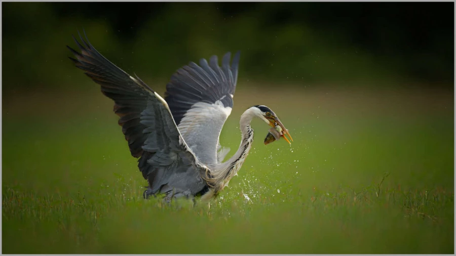 Grey heron on a pond in la Dombes in France.