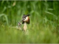 Grèbe huppé avec un poussin sur le dos sur un étang en Dombes