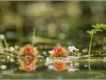 Deux poussins foulque macroule sur un étang en Dombes.