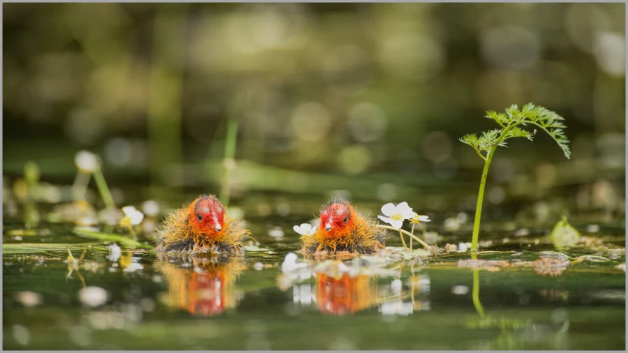 Eursasian coot chicks on a pond in la Dombes in France.