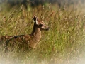 Fawn in a meadow in France