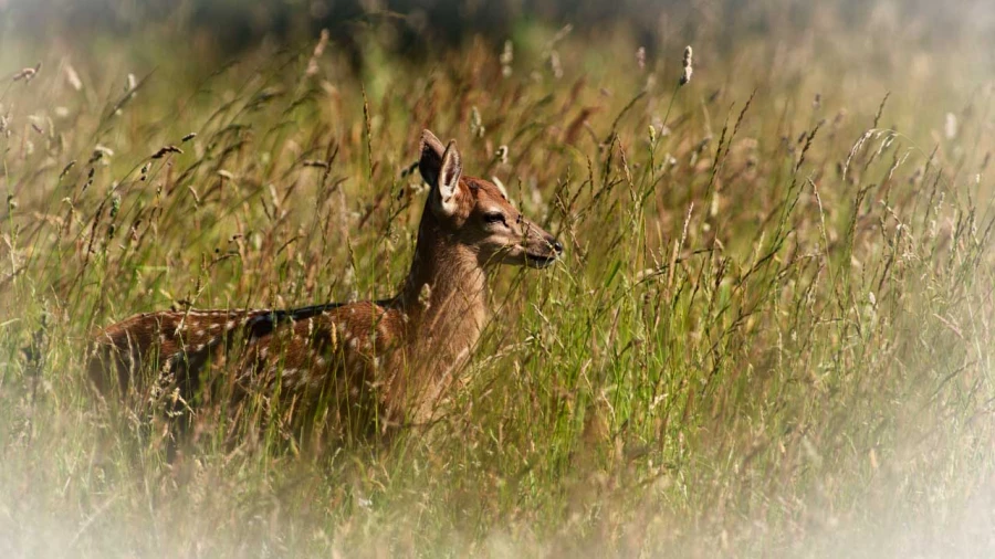 Fawn in a meadow in France