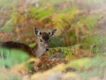 Fallow deer fawn in ferns in France.