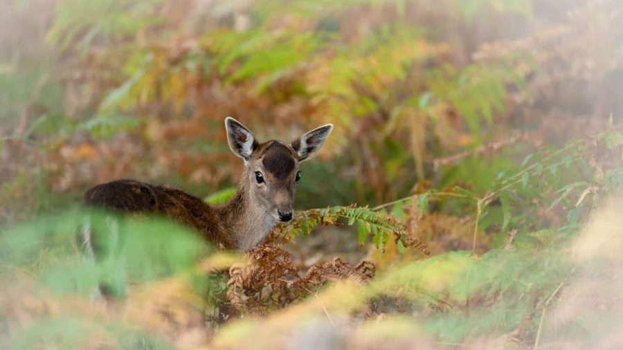 Fallow deer fawn in ferns in France.