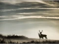 Cerfs élaphe en contre-jour en France.