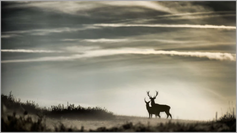 Cerfs élaphe en contre-jour en France.