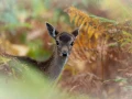 Fallow deer fawn in ferns in France.