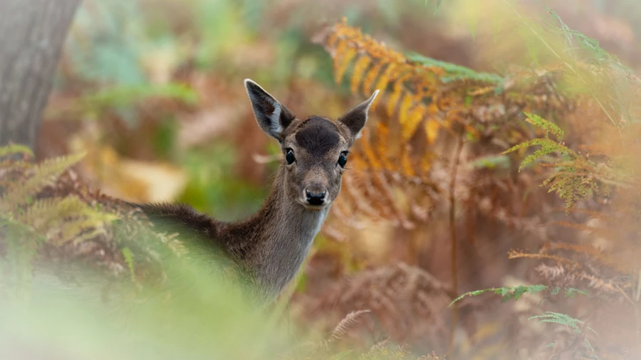Fallow deer fawn in ferns in France.