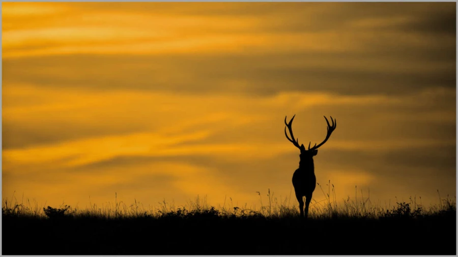 Cerf élaphe en contre-jour en France.