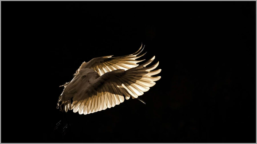 Eursasian spoonbill flying over a pond in la Dombes in France.