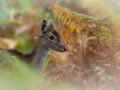 Fallow deer fawn in ferns in France.