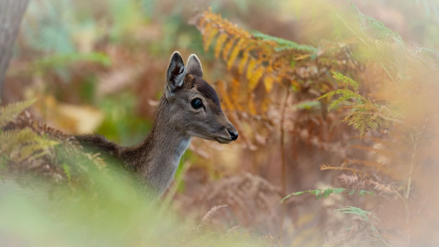 Fallow deer fawn in ferns in France.