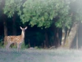 Fawn in the undergrowth in France