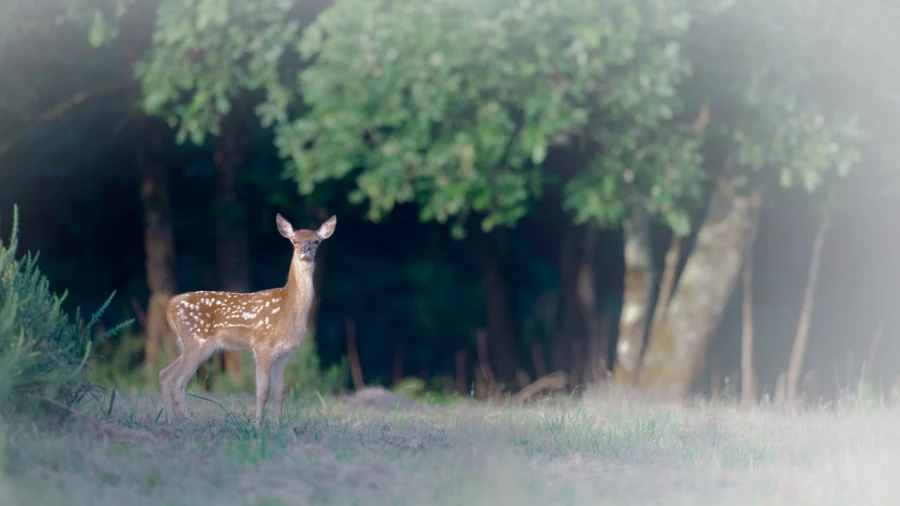 Fawn in the undergrowth in France