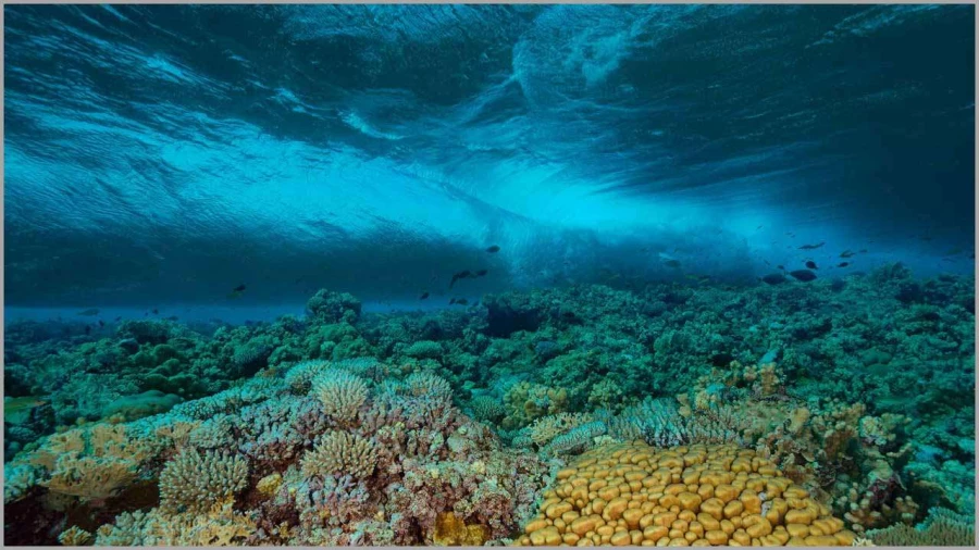 Vague photographiée sous la surface en Mer Rouge en Egypte.